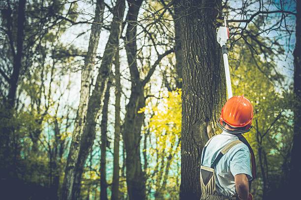 How Our Tree Care Process Works  in  Warrensville Heights, OH